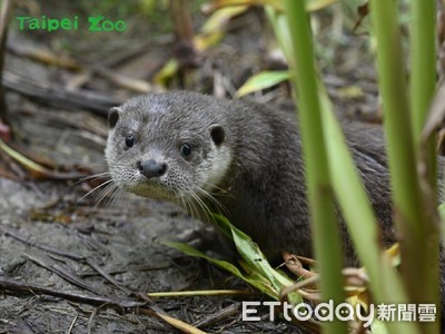 水獺寶寶努力學「媽媽捕魚」成功戒奶　保育員好感動：變高手了