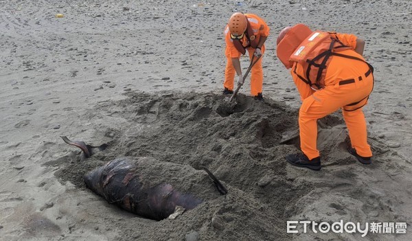 ▲海巡署第6岸巡隊旭海安檢所人員在滿州港仔沙漠發現死亡鯨豚，協助就地掩埋       。（圖／記者陳崑福翻攝）