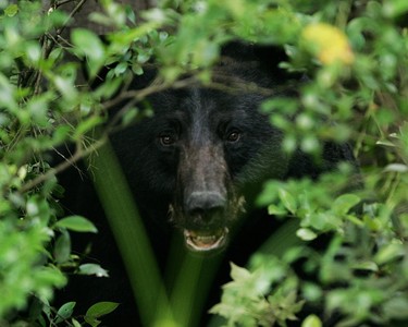 才受雇2天！女員工遭動物園黑熊襲擊影片曝　牠「尖棍穿肺」慘死