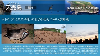 雛鳥常遭毒手！北海道天賣島「零撲殺」護海鳥　6年送養123隻浪貓