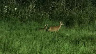 北海岸驚見2隻梅花鹿　聽口哨聲「停下耳朵狂擺動」超萌