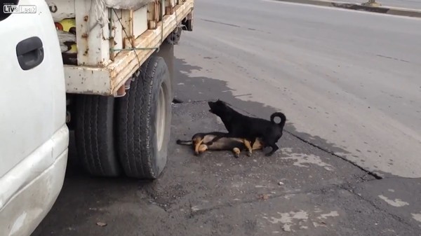 狗被车撞死图片