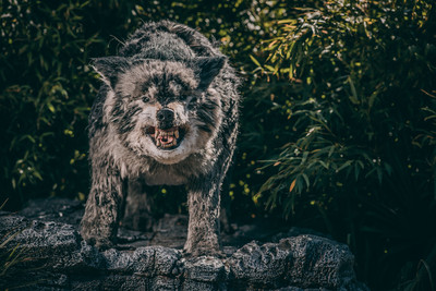 日本研發7年打造機器狼　60種叫聲嚇退巨熊
