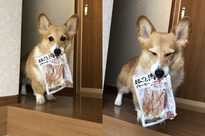 貪吃基「叼贓物」瞇眼求開封! 網融化:都開~哪次不開