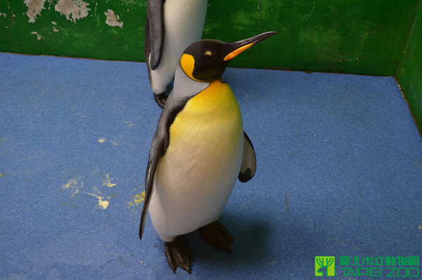 台北市立動物園國王企鵝黑麻糬。（圖／取自台北市立動物園）