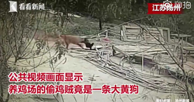 訓練黃金獵犬「偷300隻雞」! 飯店老闆遭逮認:他家雞味道不錯