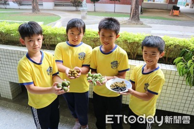 橄欖不榨油只做腸胃藥 南大附小學生勇闖橄欖山探究