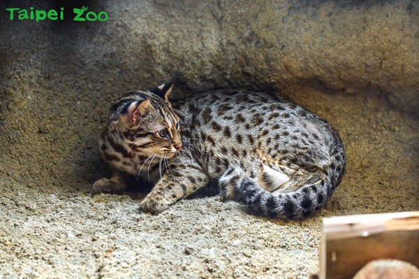 ▲▼台北市立動物園石虎。（圖／台北市立動物園提供）