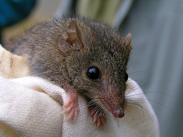 播种如圣战 澳洲公鼠激烈交配12小时力竭而死