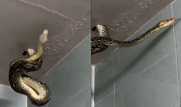 上廁所發現天花板有巨蟒　「近距離狂吐蛇信」他崩潰：這蛇有毒嗎。（圖／翻攝自Facebook／Joe Nopparat）