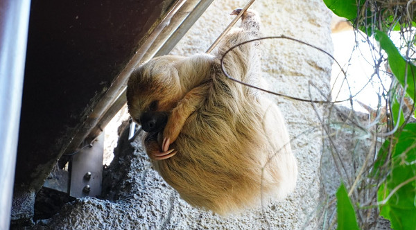 动物园树懒翻墙想翘家! 「慢动作抱栏杆」民众围观抢拍