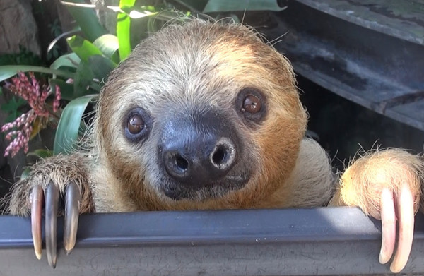 动物园树懒翻墙想翘家! 「慢动作抱栏杆」民众围观抢拍
