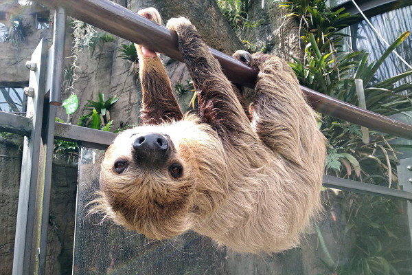 动物园树懒翻墙想翘家! 「慢动作抱栏杆」民众围观抢拍