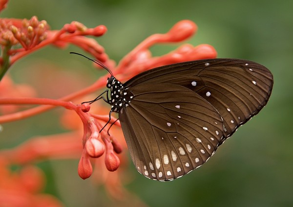 ▲▼蝴蝶。（示意圖／取自免費圖庫pixabay）