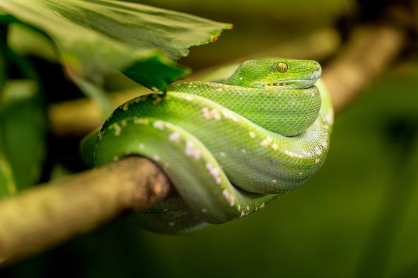 ▲綠樹蛇。（圖／取自免費圖庫pixabay）