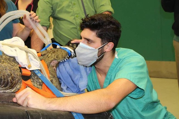 ▲▼阿努克可憐巴巴地被五花大綁在手術台上，讓受醫開刀取出偷吃的鞋子。（圖／取自FB／University of Florida College of Veterinary Medicine）