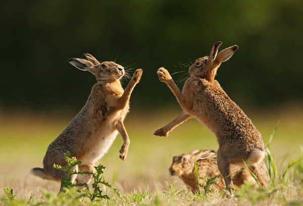 兔子求偶声音图片