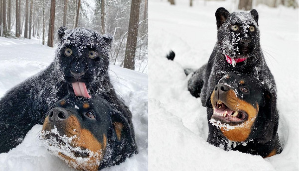 黑豹以为自己是猫 跟罗威拿成为挚友搭肩舔毛
