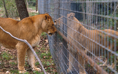 圈養再射殺當娛樂　南非千頭獅子命喪「困獵」場