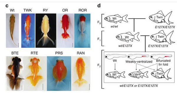 中研院细生所创新发现 金鱼双叉尾关键基因解密