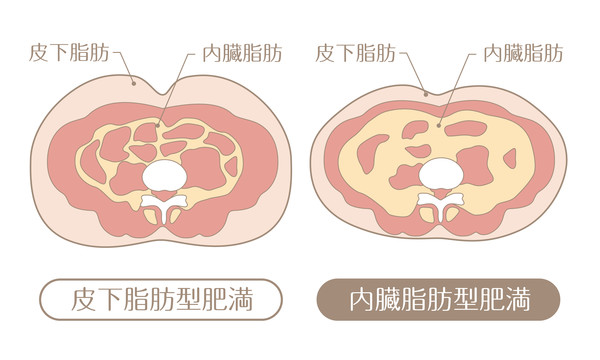 ▲哺乳、內臟脂肪、腹部脂肪、懷孕。（圖／123RF）