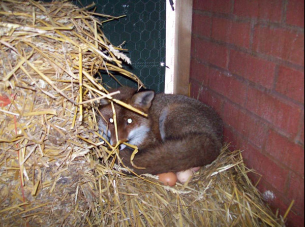 狐狸窝在鸡蛋上,当起母鸡孵蛋.(图/翻拍自飞牛小学)