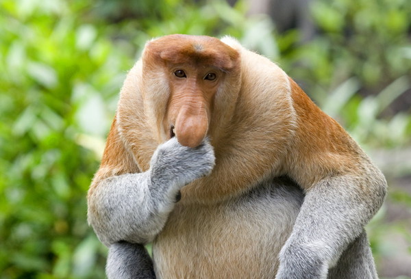 印尼峇里岛圣猴森林(sacred monkey forest),没想到一只猴子见到她的