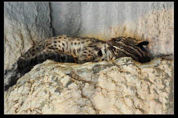 三义外环道切栖地!不到500只石虎恐灭 416聚集环保署