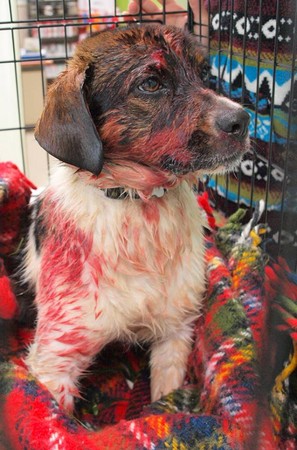 不想花钱安乐死 饲主找杀手射狗「满身弹孔丢入河中」