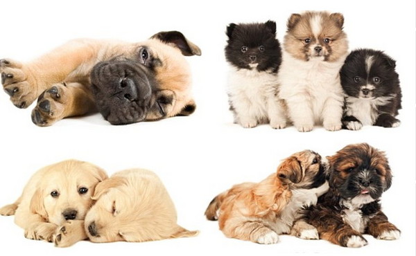 无论是什麼品种的狗狗,只要是才6周大,都是很可爱滴!