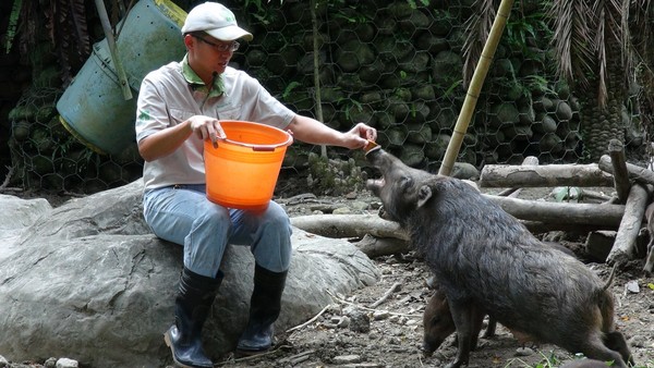 ettoday宠物云 宠物 台湾野猪小档案(台湾特有亚种 英名:formosan