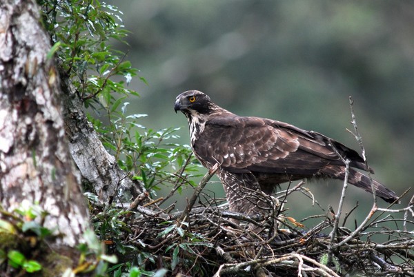 良心时代/《熊鹰英雄》孙元勋人生的重要资产