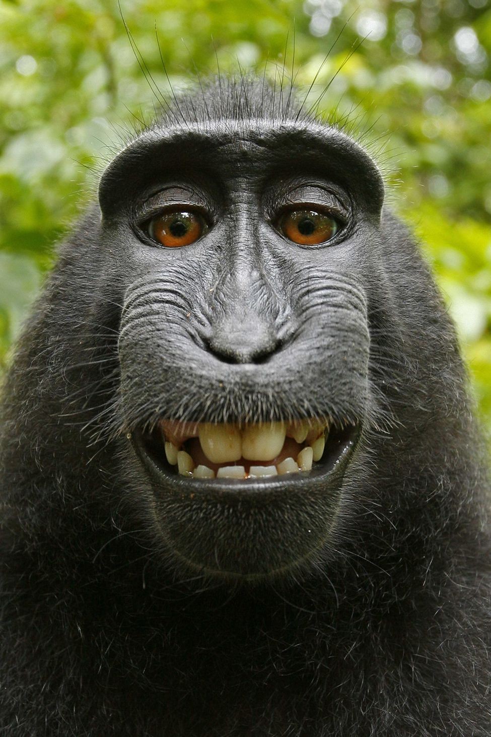 摄影师衰被抢相机 美著作权局:猴子自拍照没有著作权