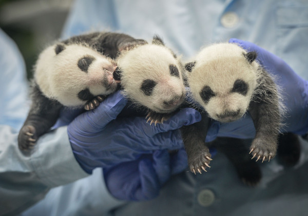 8月28日摄广州长隆野生动物世界三胞胎大熊猫幼仔出生第三十一天的