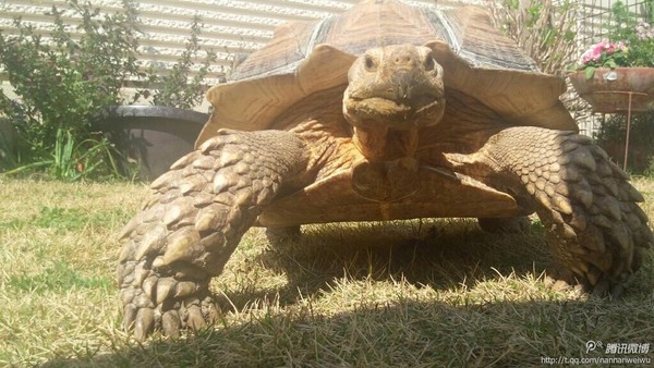 巨型霸王龟图片