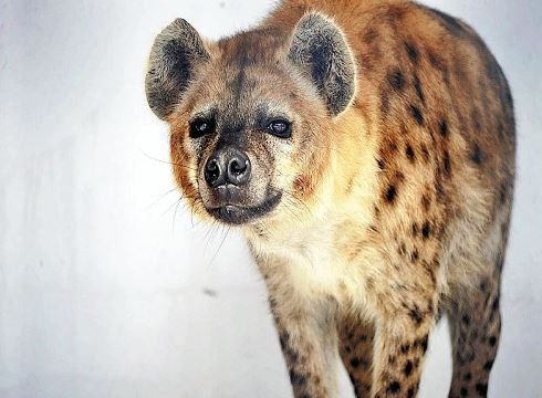 韩国送的鬣狗情侣不嘿咻 日动物园一查…竟然都公的!