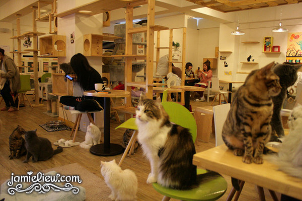 韩国最大猫咪咖啡馆「toms cat」 猫跳台比客人椅子多
