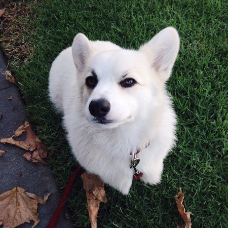 有霸气眉毛眼线「全白柯基」爱瞪人 3万粉丝狂赞太萌