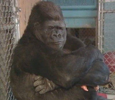 母猩猩koko用手语表达自己想要有个宝宝(图/撷自youtube)