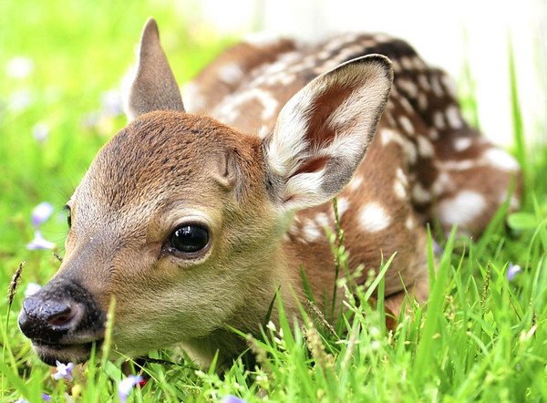 瑞士兰根伯格动物园将数量过多的幼鹿送去餐厅贩售.