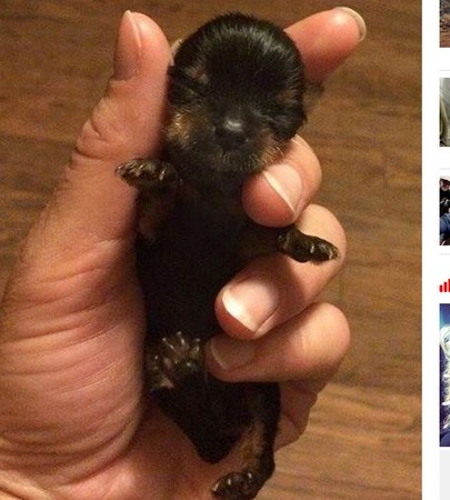 「5cm」超萌约克夏belle 英国「全世界最小的狗?」