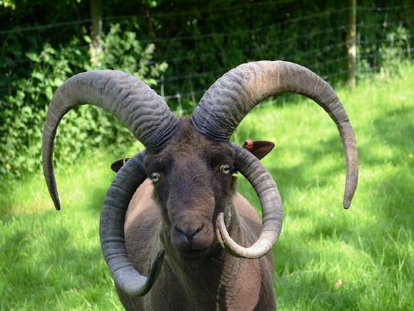 英国公园出现「巴风特羊」 见人就想「冲撞」