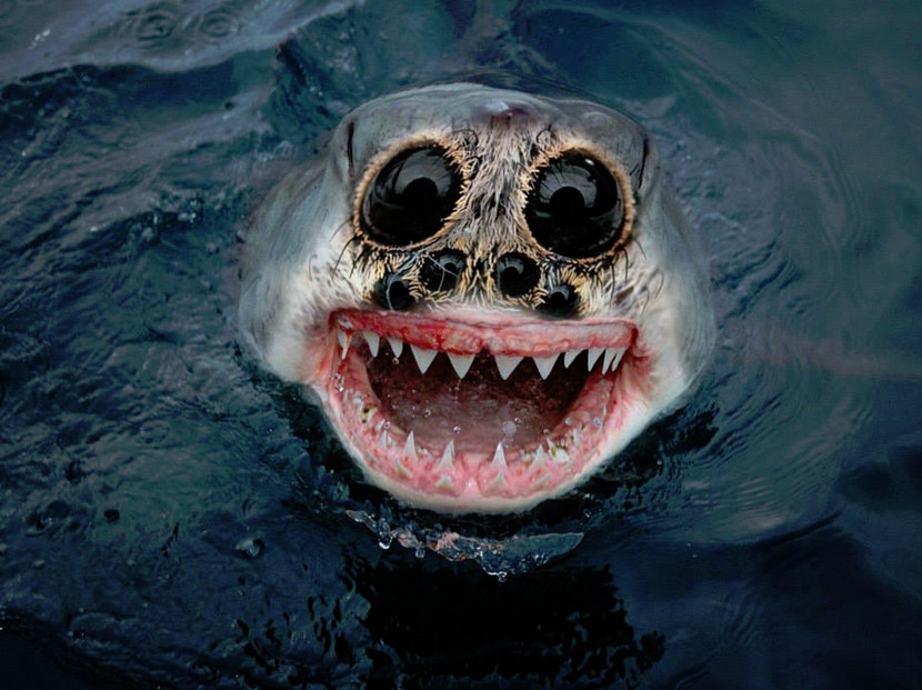 蜘蛛与鲨鱼的结合,莎拉取名为shider.