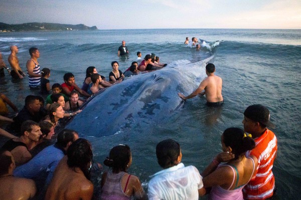 ▲不忍眼睜睜看著牠死！尼加拉瓜50人齊力推擱淺鯨魚回家。（圖／達志影像／美聯社）
