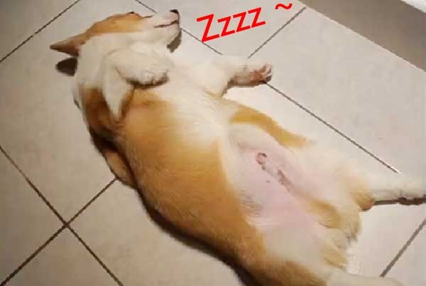 柯基犬「嘎逼」懒睡叫不醒 四肢瘫平大字型装死