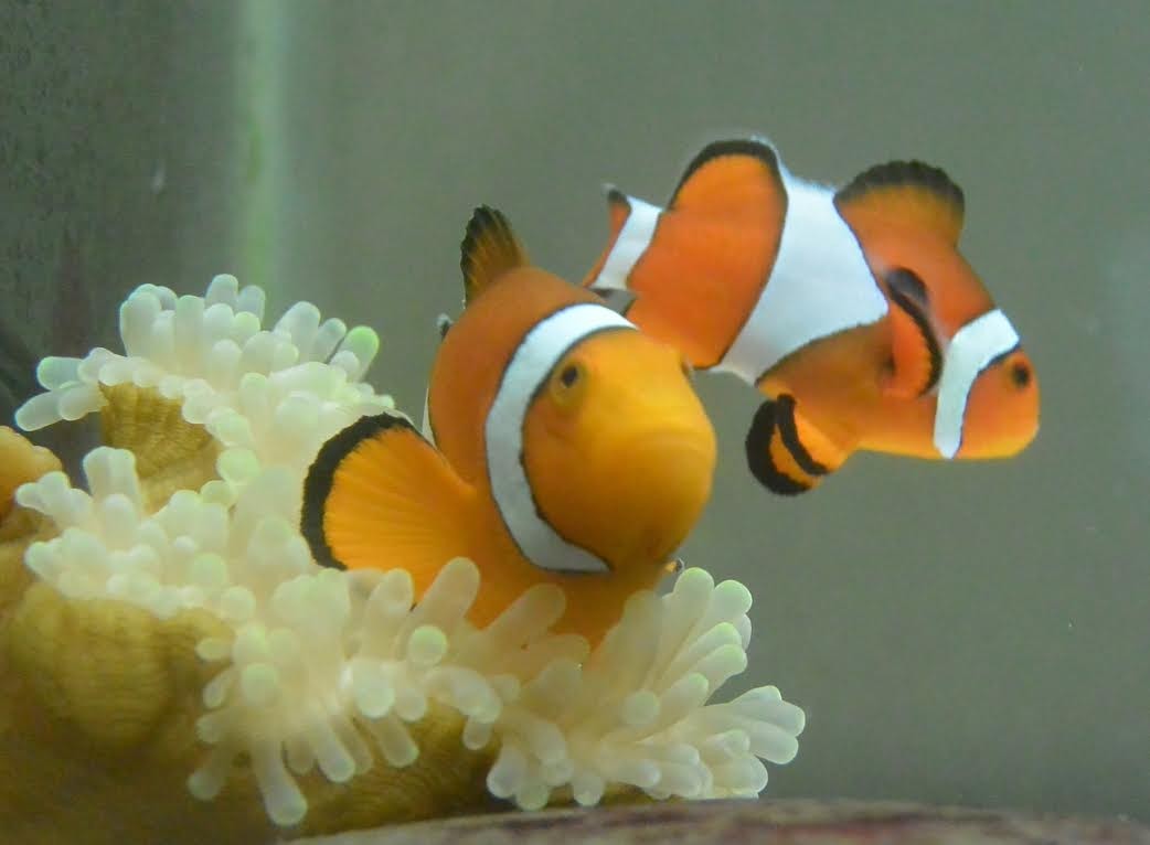  小丑魚夫妻(成魚)。（圖／屏東海生館）