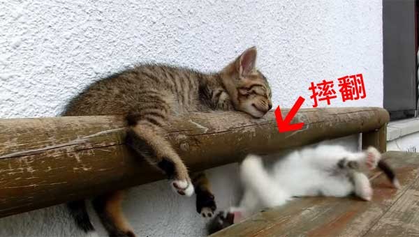 花猫想叫醒熟睡同伴 不慎后仰摔翻滚落地