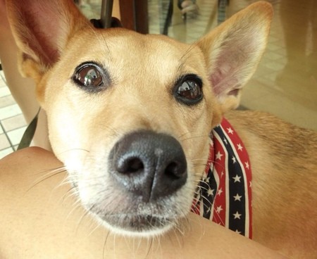 拜托给我吃! 戏精犬「蹦蹦」精湛讨食演技大公开