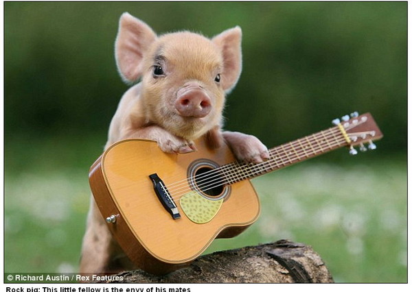 超可爱「摇滚猪」 迷你猪摇身一变成麻豆