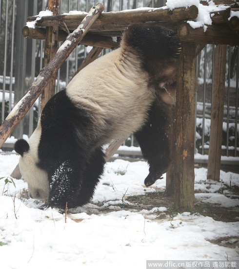武汉降雪满地白 大猫熊伟伟兴奋异常…翻滚撒尿